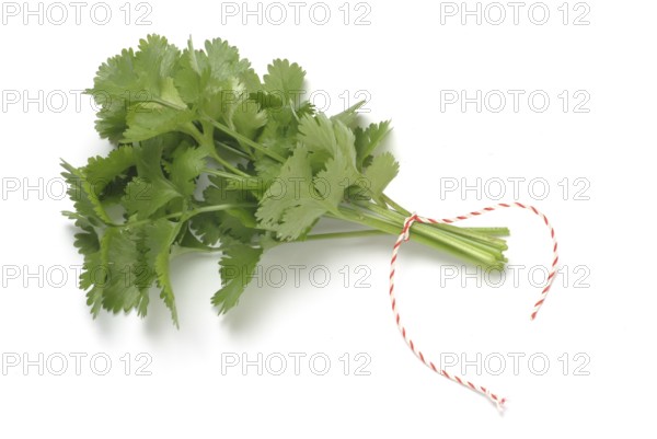 Leaf (umbelliferae) coriander (Coriandrum sativum), coriander, true coriander, plant species in the