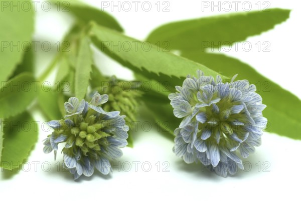 Flower of blue fenugreek, blue fenugreek, Trigonella caerulea, Meliotus coerulea, spice and