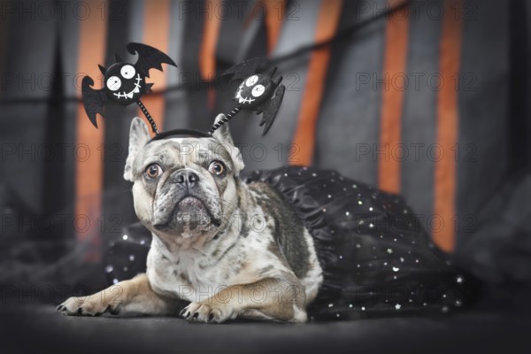 Merle French Bulldog dog wearing Halloween bat costume headband and tutu in front of black and