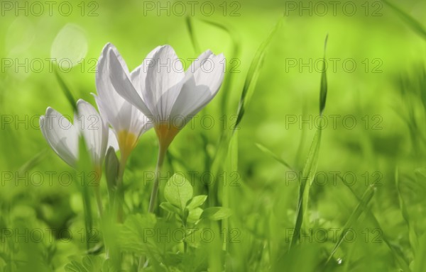 Autumn crocus (Colchium speciosum), September, Saxony, Germany, Europe