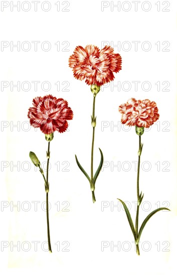Clove pink (Dianthus caryophyllus) or noble carnation, in cultivated form usually garden carnation,