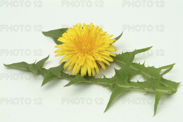 Common dandelion (Taraxacum) Ruderalia, Taraxacum officinale, medicinal plant, the most important