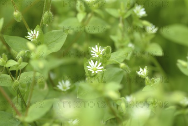 Greater stitchwort (Stellaria holostea), Rabelera holostea, also Common Chickweed, medicinal plant
