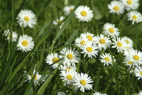 Common daisy (Bellis perennis), medicinal plant, naturopathy classifies the daisy among other