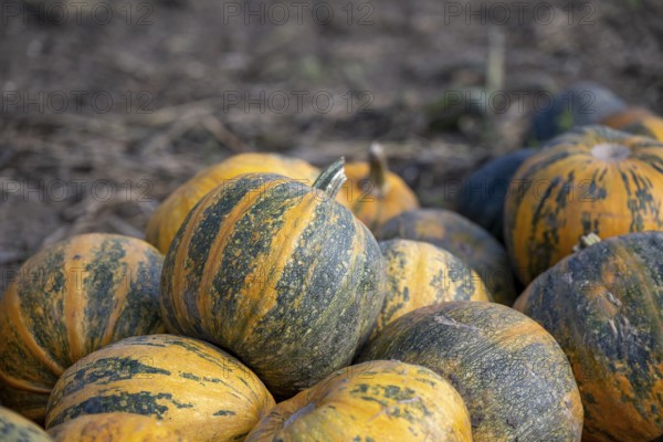 Pumpkin field with ripe pumpkins, Weinviertel, Hadres, Lower Austria, Austria, Europe