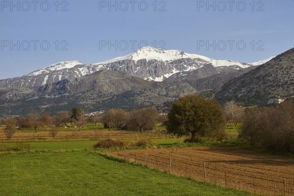 Green meadows, fields, trees, spring, Dikte massif, snow-capped mountains, Lassithi plateau,