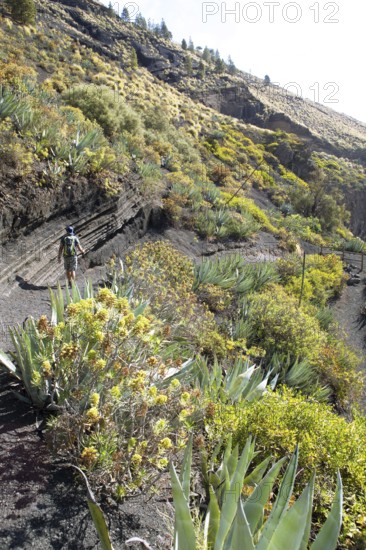 Hikers in the Caldera de Bandama in the Bandama Natural Park or Monumento Natural de Bandama, Las