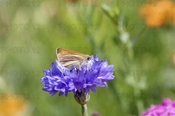 Close-up, essex skipper (Thymelicus lineola), Butterfly, Cornflower, Fritillary, Nature, The