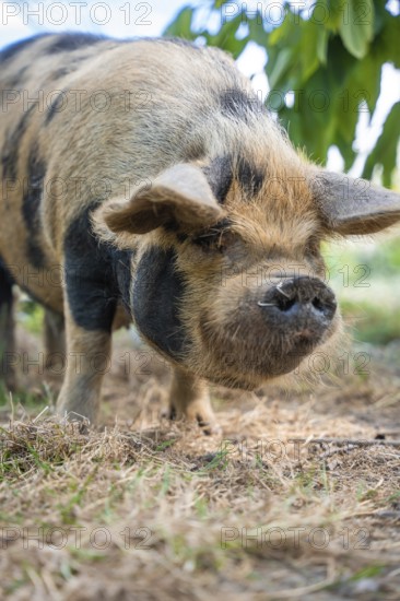 Domestic pig with nose piercing in the green, Amsterdam, Netherlands