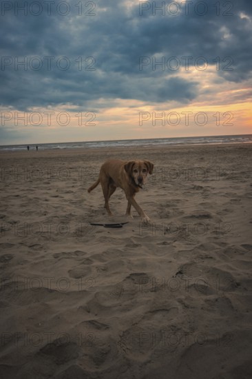 Dog on the beach at sunset, Zandvoort, Netherlands