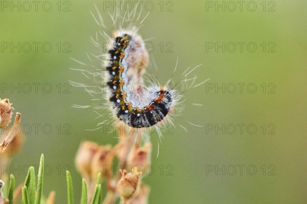 Caterpillar of a Malacosoma constrictum butterfly at Mount "La Talaia del Montmell" at evening,