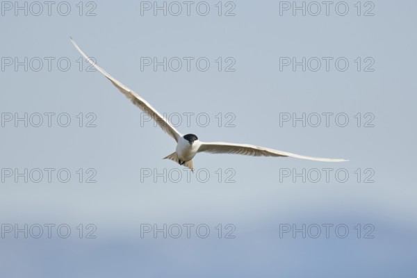 Gull-billed tern (Gelochelidon nilotica) flying in the sky, hunting, ebro delta, Catalonia, Spain,
