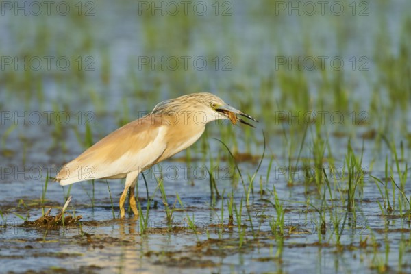 Squacco heron (Ardeola ralloides) in a paddy field, hunting, ebro delta, Catalonia, Spain, Europe