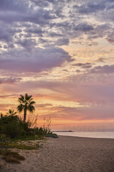 Mexican fan palm (Washingtonia robusta) at sunrise growing on a beach near Tarragona, Catalonia,