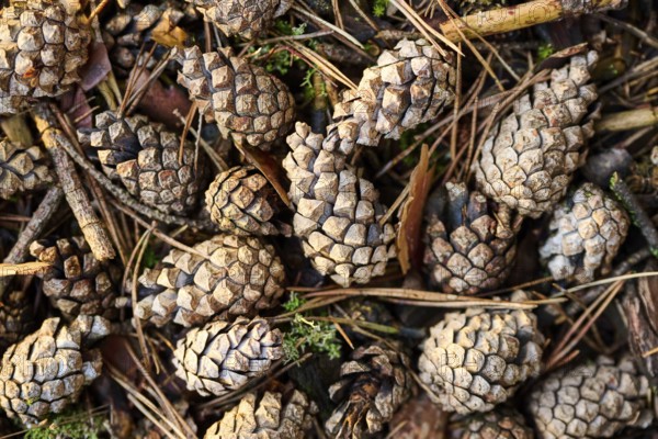 Scots pine (Pinus sylvestris) cone, detail, Upper Palatinate, Bavaria, Germany, Europe