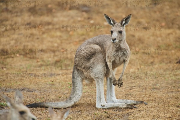 Eastern grey kangaroo (Macropus giganteus) standing on a tried up meadow, raining, Bavaria,