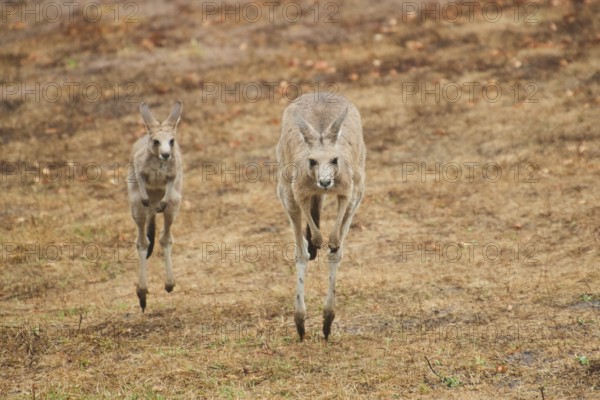 Eastern grey kangaroos (Macropus giganteus) jumping over on a tried up meadow, raining, Bavaria,