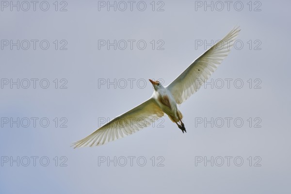 Cattle egret (Bubulcus ibis) flying in the sky, Camargue, France, Europe