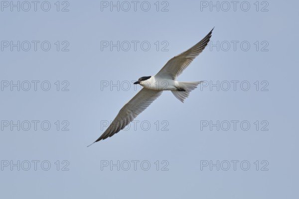 Gull-billed tern (Gelochelidon nilotica) flying in the sky, hunting, ebro delta, Catalonia, Spain,
