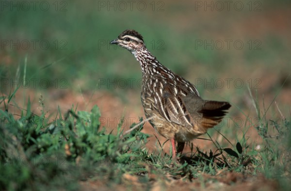 Crested Francolin (Francolinus sephaena), Kruger national park, South_Africa, Schopffrankolin,