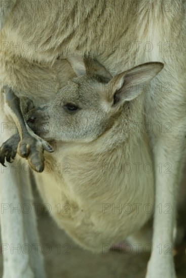 Eastern grey kangaroo (Macropus giganteus) pup, eastern grey kangaroo, Grey giant kangaroo pup in