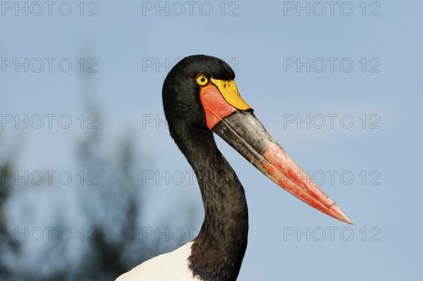 Saddle-billed stork (Ephippiorhynchus senegalensis), female, captive, occurrence in Africa