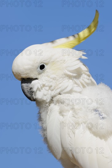 Middle yellow-crested cockatoo (Cacatua sulphurea abbotti), portrait, captive, occurring in