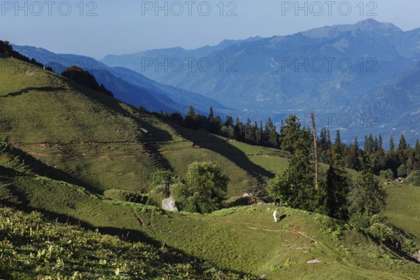 Horses grazing in Himalayas mountains. Near Manali, above Kullu Valley, Himachal Pradesh, India,