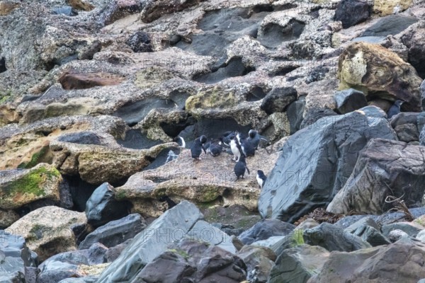 Blauer Pinguin (Eudyptula minor), Kolonie, Oamaru, Bezirk Waitaki, Otago, Neuseeland
