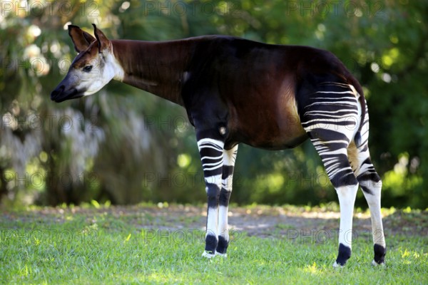 Okapi, female (Okapi johnstoni), side