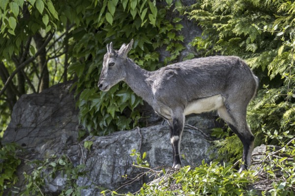 Bharal, Himalayan blue sheep (Pseudois nayaur), naur female, native to high Himalayas of India,