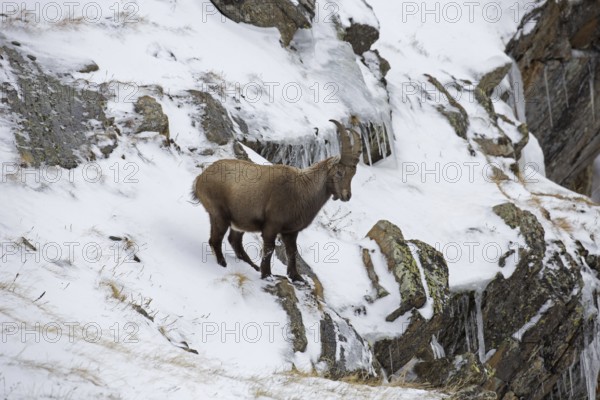 Alpine ibex (Capra ibex) young male with small horns foraging in rock face in the snow in winter,