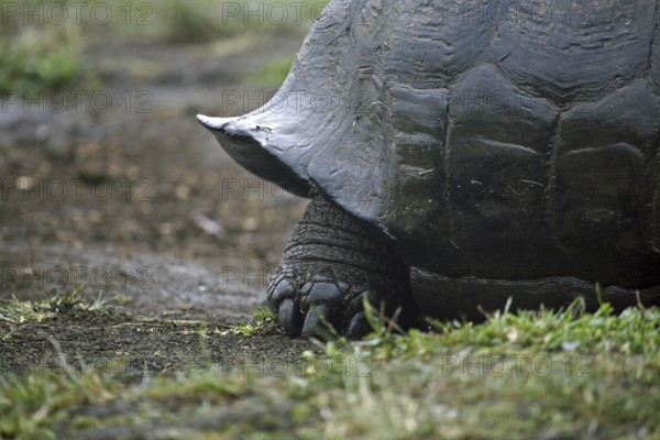 Galapagos giant tortoise (Chelonoidis nigra) (Geochelone elephantopus) in the Darwin Station, Santa