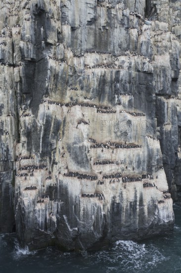Alkefjellet, sea cliff housing seabird colony of thick-billed murres (Uria lomvia), Brünnich's