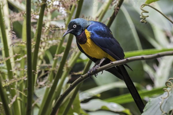 Golden-breasted starling, royal starling (Lamprotornis regius) native to East Africa