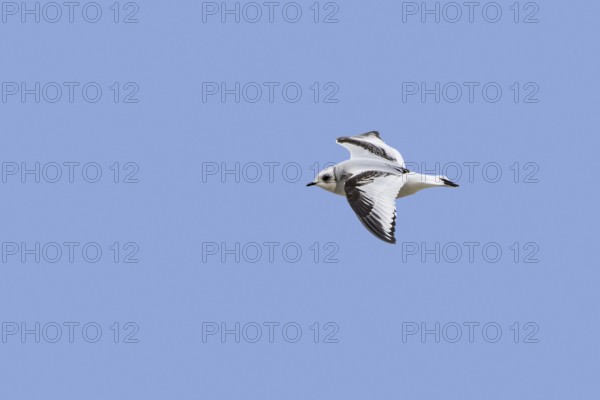 Ross's gull (Rhodostethia rosea) (Hydrocoloeus roseus) flying in non-breeding plumage, native to