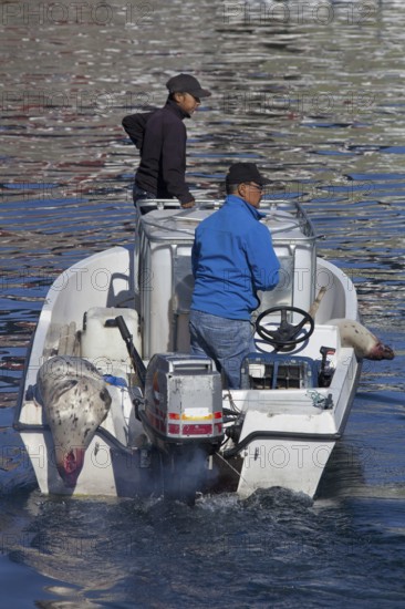 Shot Harp seals (Phoca groenlandica) in Inuit hunter's motorboat, Uummannaq, North-Greenland,