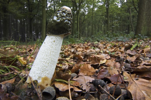 Common stinkhorn (Phallus impudicus), dickes-nipes in autumn forest