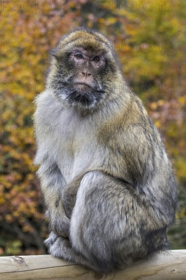 Barbary macaque (Macaca sylvanus), Barbary ape, magot native to the Atlas Mountains of Algeria,