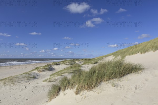 Beach and European marram grass (Ammophila arenaria), beachgrass in the dunes on Texel, West