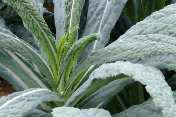 Brassica oleracea (Brassica oleracea var. palmifolia) Black cabbage, Cabbage, Vegetable cabbage,