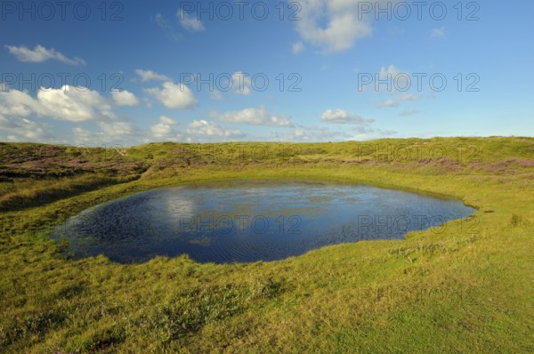 Pond, nature reserve De Bollekamer, part of the National Park Dunes of Texel, island of Texel,