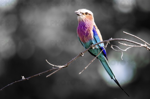 Lilac Breasted Roller (Coracias caudatus) perched on a twig against a desaturated background,