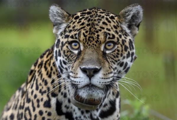 Jaguar (Panthera onca) with radio collar, portrait, breeding station of the Conservation Land