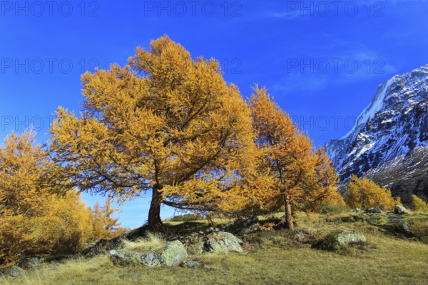 European larches ( Larix decidua) Larch, Larch forest, Valais, Switzerland, Europe