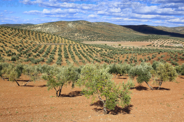 Olive groves between Andujar and Jaon, province of Jaon, Andalusia, Spain, Europe