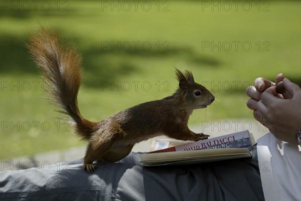 Red Squirrel, beeing fed, eurasian red squirrel (Sciurus vulgaris), being fed, Germany, Europe