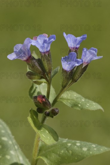 Lungwort (Pulmonaria officinalis)