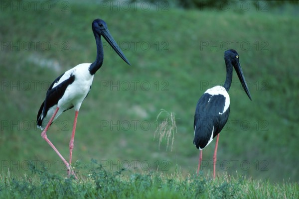 Black-necked Storks (Ephippiorhynchus asiaticus) (Xenorhynchus asiaticus)