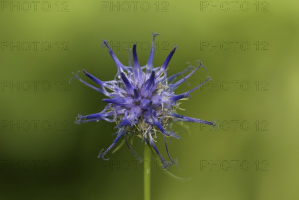 Horned horned rampion (Phyteuma scheuchzeri)